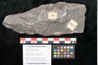 Foto (Objekt + Etikett) von Taeniopteris vittata Brongniart (NHMW-GEO-2024-0188-10485)